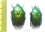 Protaetia ungarica armeniaca  Armenia - INSECTS-STORE.RU
