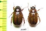Sophrops heydeni, pair  Russia, Far East - INSECTS-STORE.RU