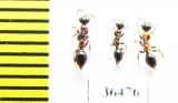 Methocha articulata  Russia, Tver reg. - INSECTS-STORE.RU