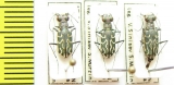 Cylindera venosa  India, Assam - INSECTS-STORE.RU
