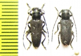 Thyestilla gebleri, pair  Russia, Far East - INSECTS-STORE.RU