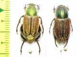 Glaphyrus superbus straussi, pair  Iran, Qazvin prov. - INSECTS-STORE.RU