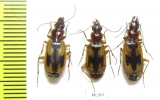 Carabidae sp.  Russia, Astrakhan reg. - INSECTS-STORE.RU