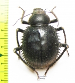 Prionotheca coronata  Tunis - INSECTS-STORE.RU