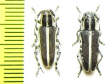 Thyestilla gebleri, pair  Russia, Far East - INSECTS-STORE.RU