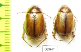 Anomala sp.  Uzbekistan - INSECTS-STORE.RU
