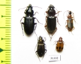 Carabidae sp.  Russia, Astrakhan reg. - INSECTS-STORE.RU