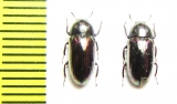 Tenebrionidae sp.  Malaysia - INSECTS-STORE.RU
