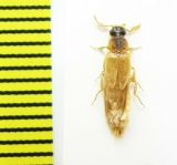 Coleoptera sp.  Argentina - INSECTS-STORE.RU
