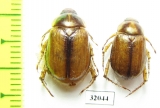 Anomala sp.  Uzbekistan - INSECTS-STORE.RU