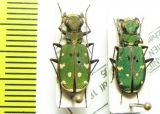 Cicindela turkestanica gissariensis  Tajikistan - INSECTS-STORE.RU