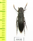 Phloiotrya bellicosa  Russia, Far East - INSECTS-STORE.RU