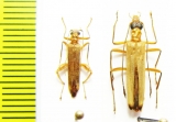 Oedemeridae sp.  Malaysia - INSECTS-STORE.RU