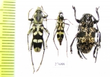 Cerambycidae sp.  Indonesia, Sulawesi - INSECTS-STORE.RU