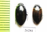 Dytiscidae sp.  Iran, Markazi prov. - INSECTS-STORE.RU
