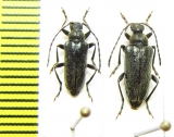 Cortodera circassica  Russia, Krasnodar reg. - INSECTS-STORE.RU