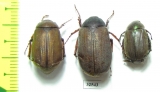 Melolonthinae sp.  China, Guangxi prov. - INSECTS-STORE.RU