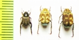 Hopliini sp.  South Africa Rep./China - INSECTS-STORE.RU