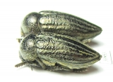 Julodella globithorax  Armenia - INSECTS-STORE.RU