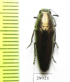 Sphenoptera sp.  Tanzania - INSECTS-STORE.RU