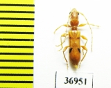 Cerambycidae sp.  South Africa Rep. - INSECTS-STORE.RU