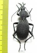 Tefflus sp.  Zambia - INSECTS-STORE.RU