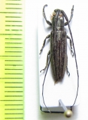 Hylisia imitans  Cameroon - INSECTS-STORE.RU