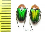 Leucocelis sp.  Namibia - INSECTS-STORE.RU