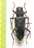 Plocaederus ruficornis  Indonesia, Kalimantan - INSECTS-STORE.RU