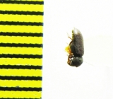 Anobiidae sp.  Russia, Far East - INSECTS-STORE.RU