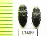 Anthaxia sp.  Abkhazia - INSECTS-STORE.RU