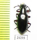 Tenebrionidae sp.  Malaysia, Borneo - INSECTS-STORE.RU