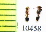 Formicidae sp.  Russia, Tver reg. - INSECTS-STORE.RU
