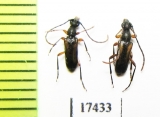 Pseudalosterna elegantula  Russia, Far East - INSECTS-STORE.RU