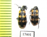 Meloidae sp.  Namibia - INSECTS-STORE.RU