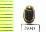 Thymalus sp.  Russia, Far East - INSECTS-STORE.RU