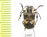 Cerambycidae sp.  Zambia - INSECTS-STORE.RU