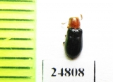Cleridae sp.  Mexico - INSECTS-STORE.RU