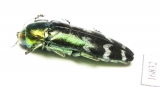 Coraebus spectabilis  Laos - INSECTS-STORE.RU