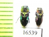 Anthaxia obscurata  Chile - INSECTS-STORE.RU