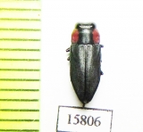 Romanophora verecunda  Chile - INSECTS-STORE.RU