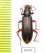 Strongylium matthiesseni  Iran, Boyer Ahmad prov. - INSECTS-STORE.RU