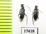 Grammoptera gracilis  Russia, Far East - INSECTS-STORE.RU