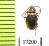 Tenebrionidae sp.  Peru - INSECTS-STORE.RU