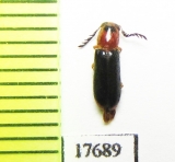 Cleridae sp.  South Africa Rep. - INSECTS-STORE.RU