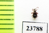 Pselaphidae sp.  Russia, Tver reg. - INSECTS-STORE.RU