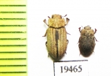 Tenebrionidae sp.  Laos - INSECTS-STORE.RU
