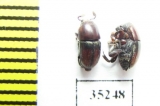 Camptocerus suturalis, pair  Peru - INSECTS-STORE.RU