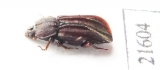 Bothrideridae, Antibothris sp.  Zambia - INSECTS-STORE.RU