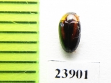 Erotylidae sp.  Guinee - INSECTS-STORE.RU